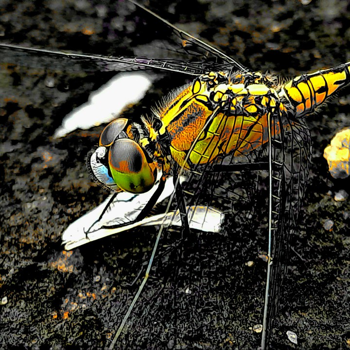 dragon fly.