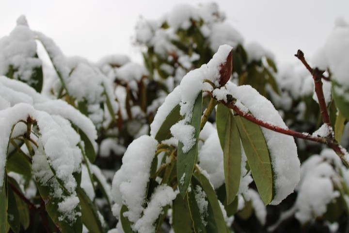 Winter