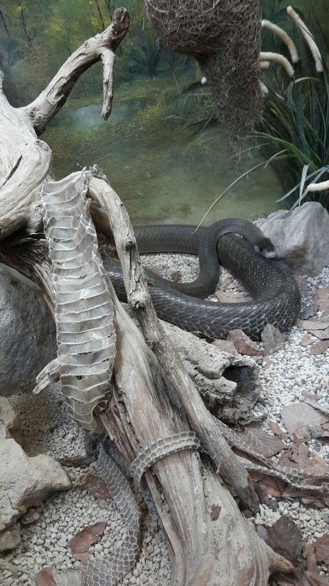 snake