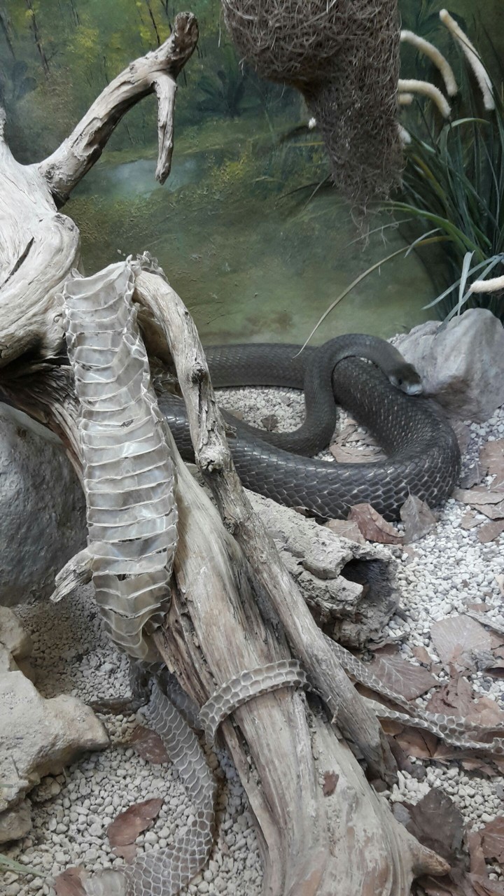 snake
