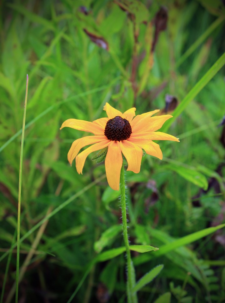 Rudbeckia Hirta Blackeyed Susan Flower