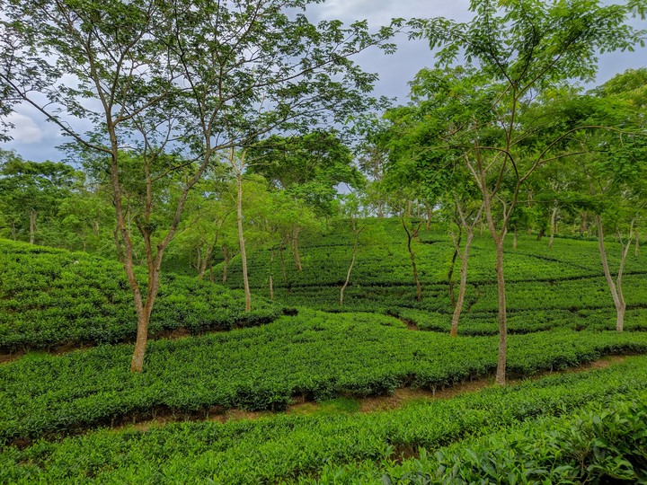 Tea Garden