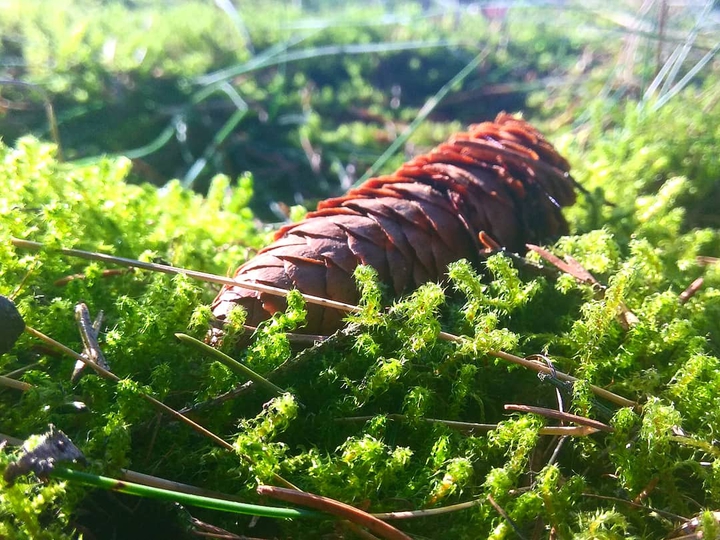Forest treasure