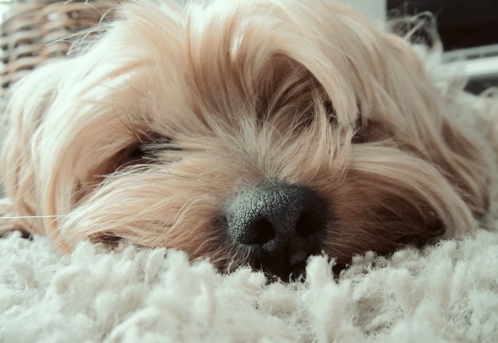 sweet dog