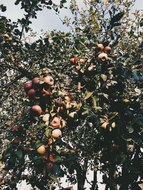 apple harvest