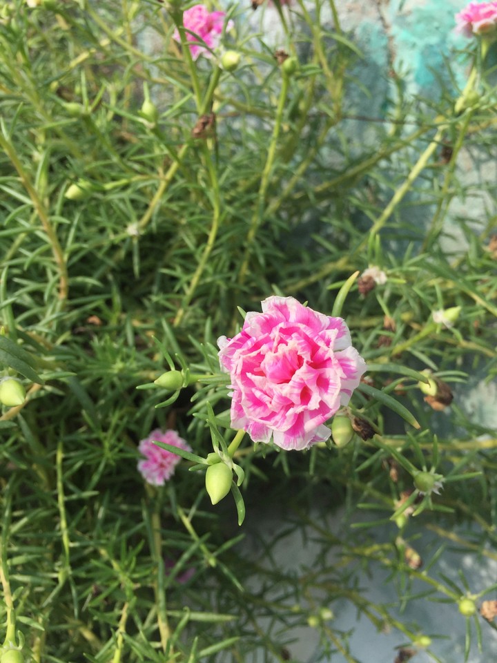 petals❤️