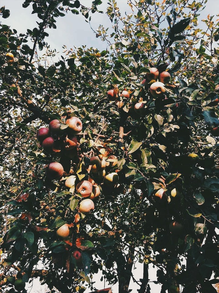 apple harvest