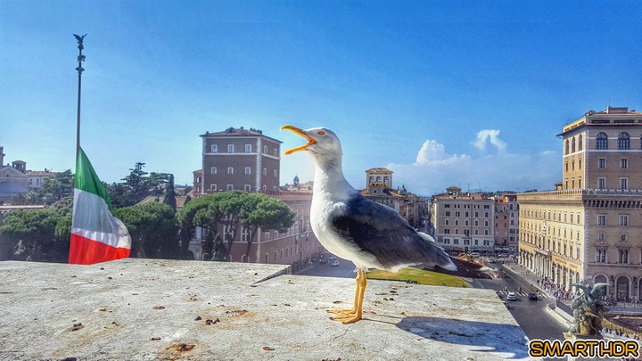 Gabbiano