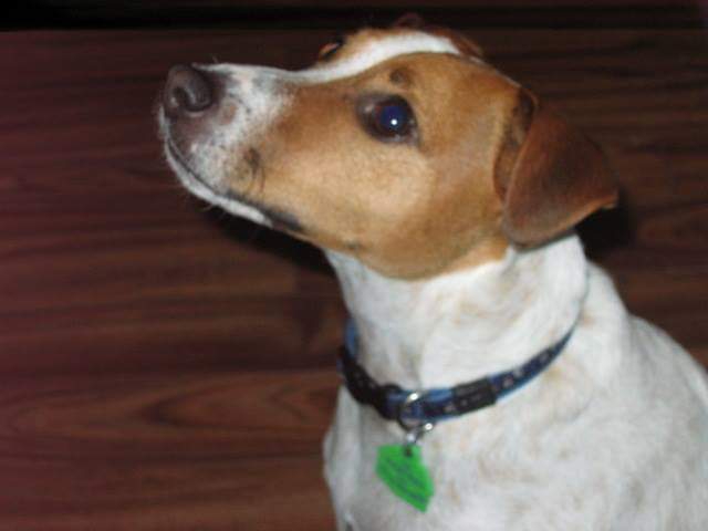 Idefix