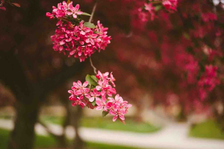 spring