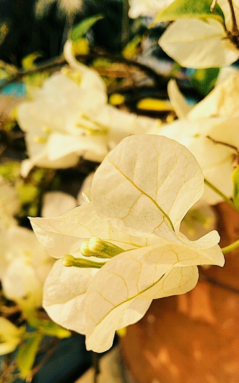 Bougainvillea, petal वॉलपेपर