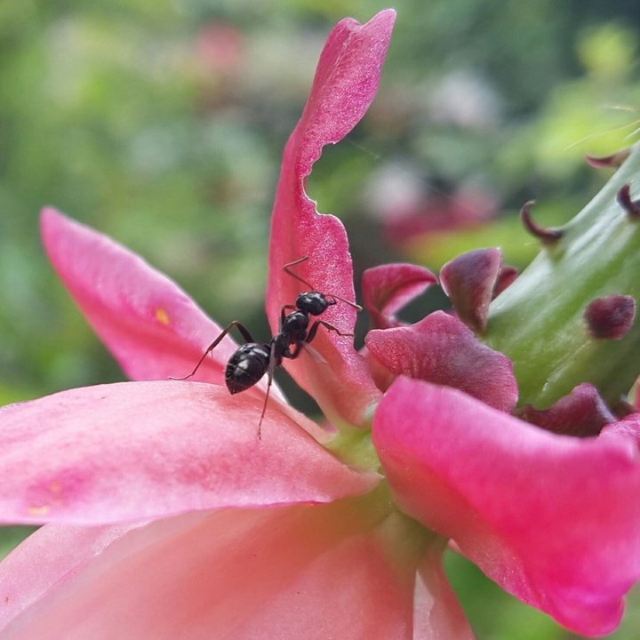 ant