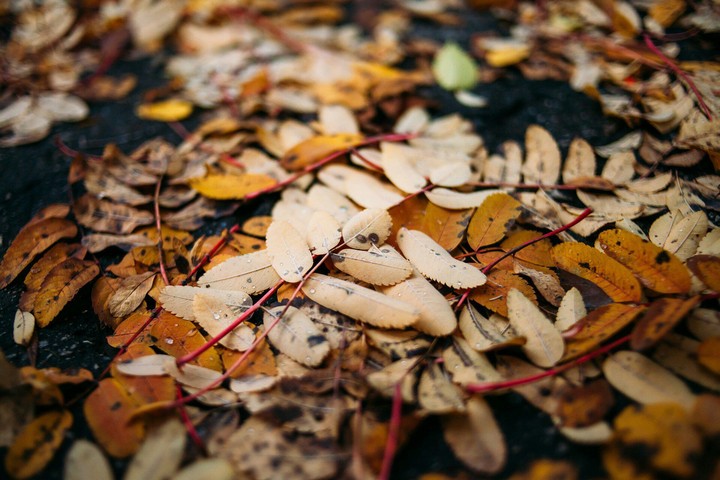 autumn