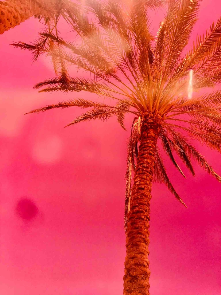 palm