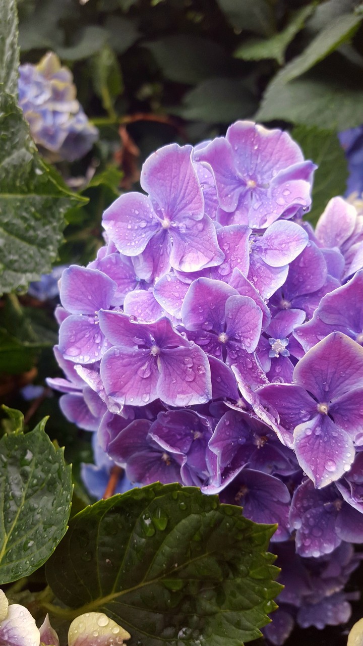 flower in the rain