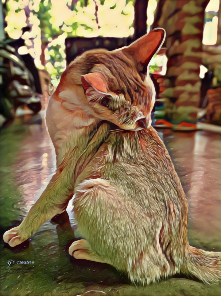 cat - bong cat