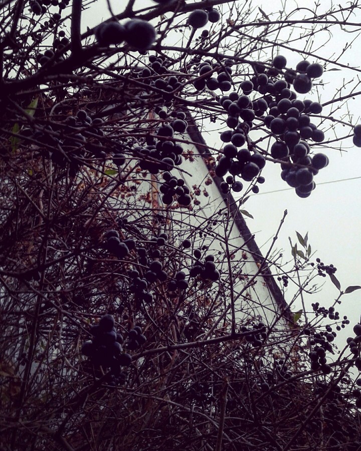 Berry