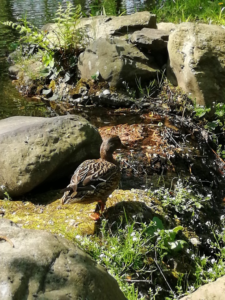duck