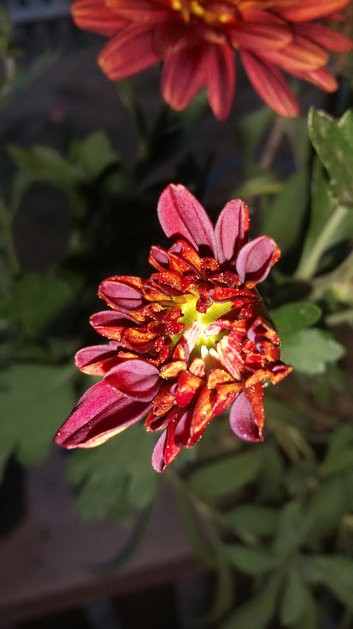flores  Brasil