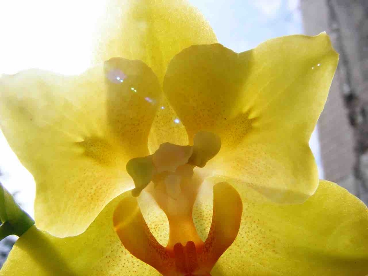 orchid