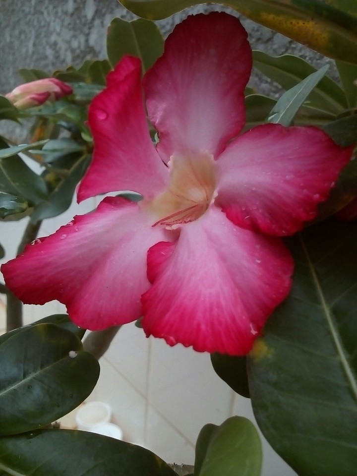 blooming flower