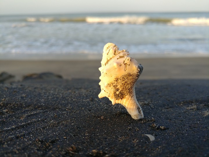 Shell