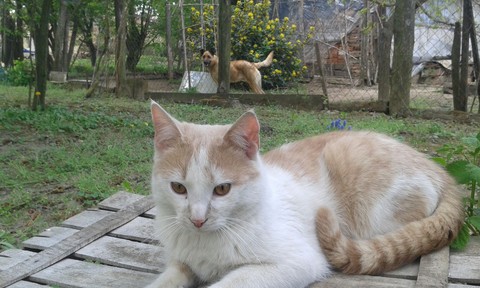 The bored cat and the funny dog