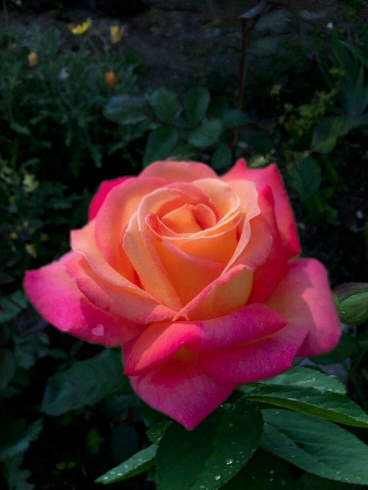 uma rosa por uma vida
