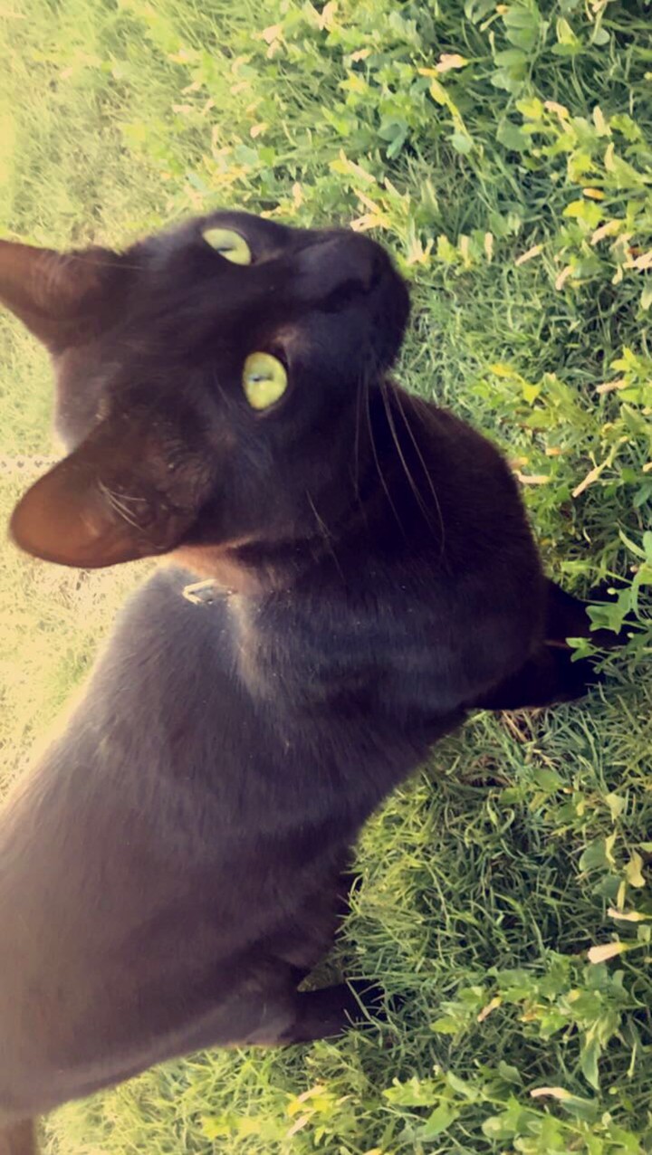 A black cat in the green grass