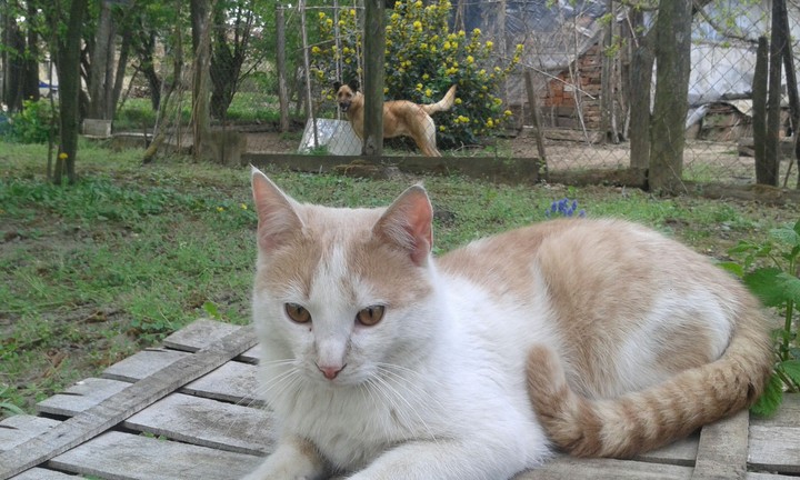 The bored cat and the funny dog