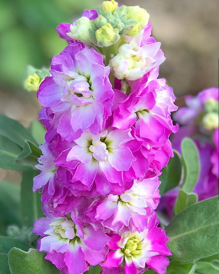 purple flower