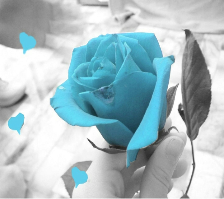 Blue fantasy rose