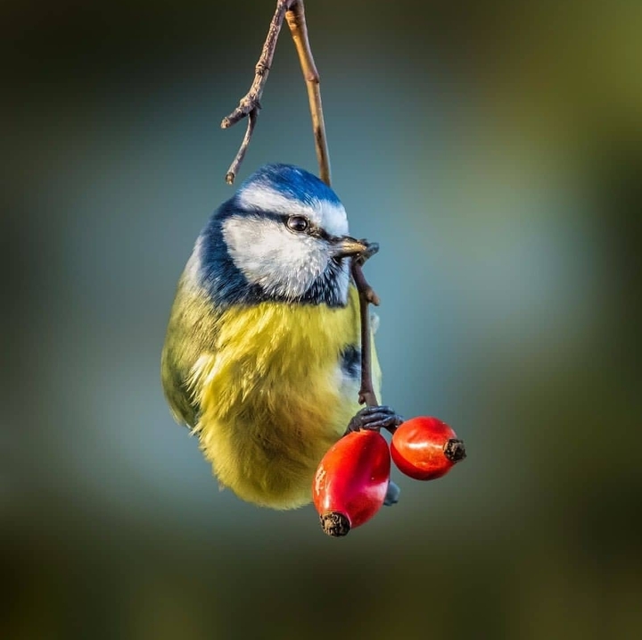 bird