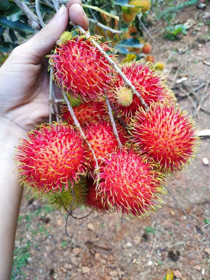 chom chom