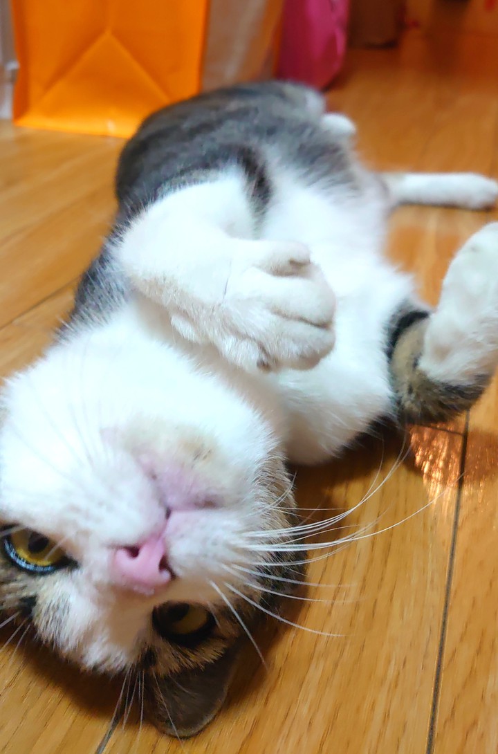 cat