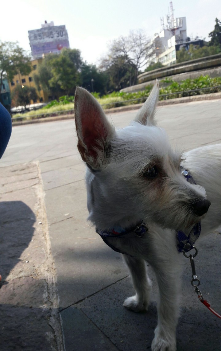 pet