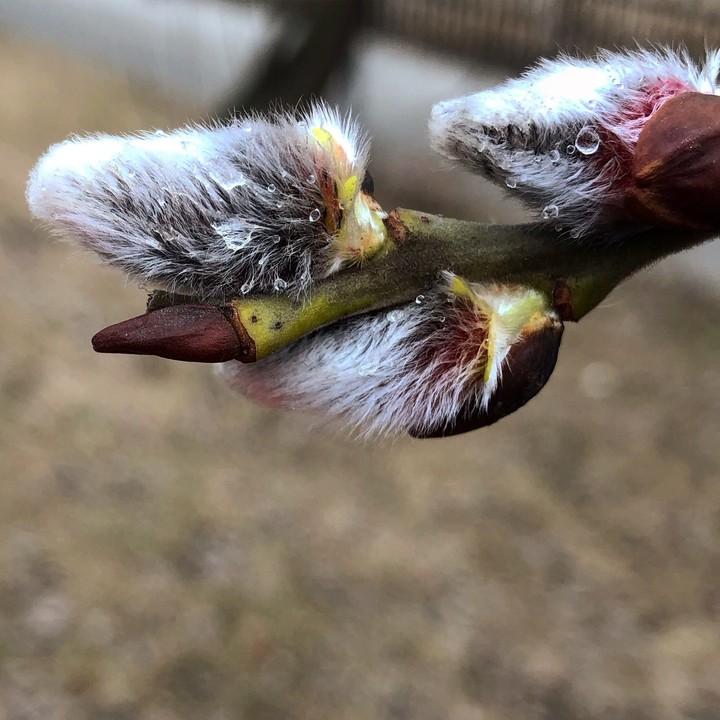 tree willow