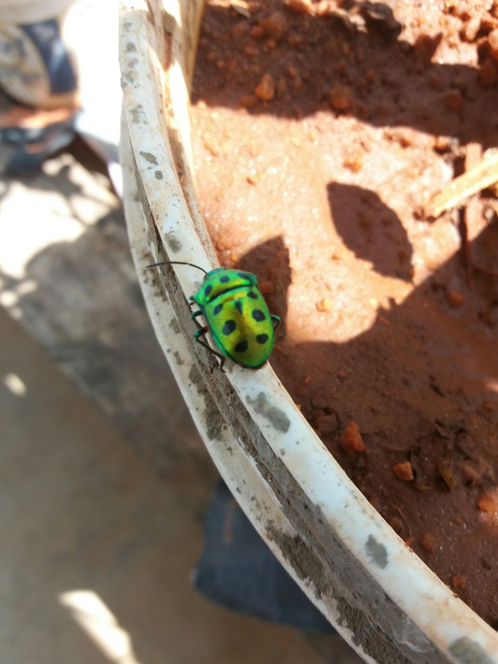 Green gold insect