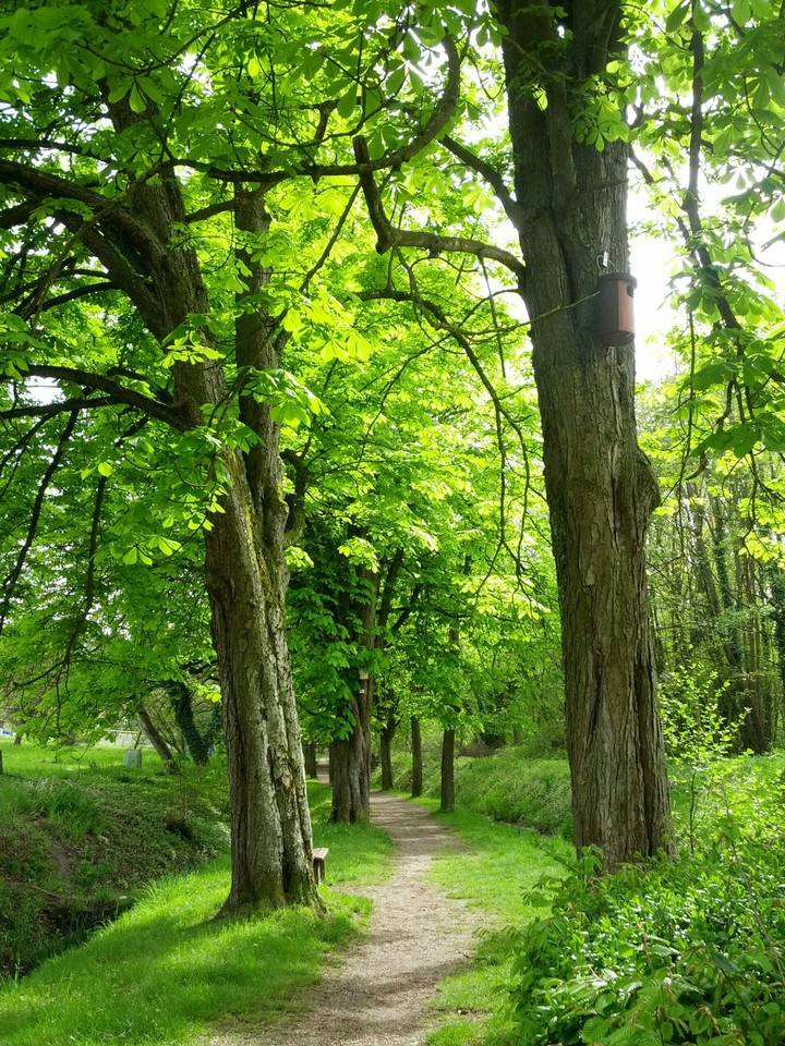 a little walk in the woods