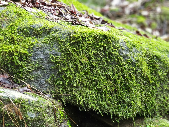 wild moss