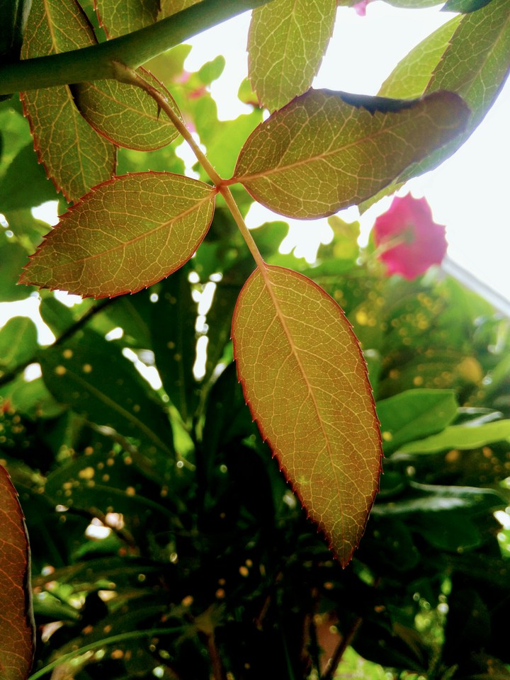 leaf