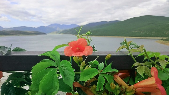 bloom
