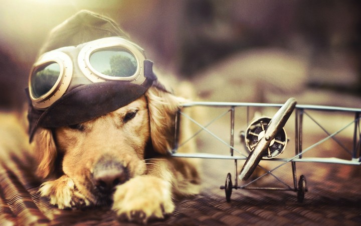 doggy