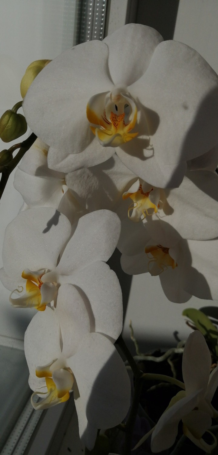 Flower - Orchid