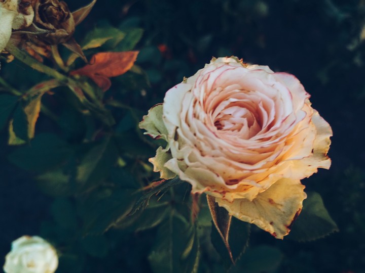 flowers