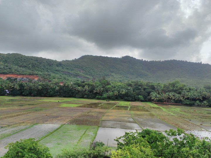 Fields in Rains