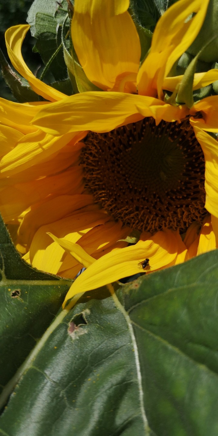 Sonnenblume