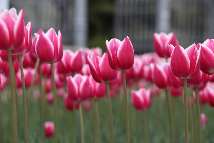 Flowers in Moldova