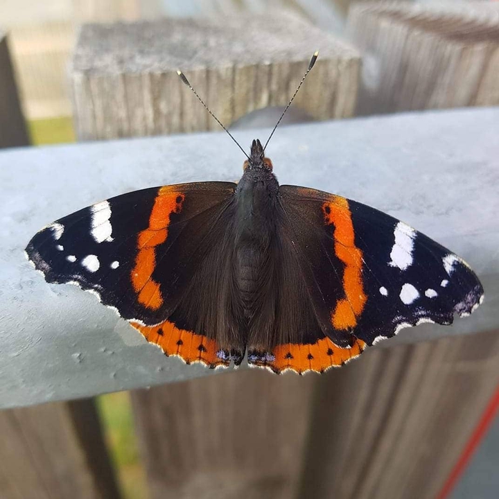 Beautiful Butterfly