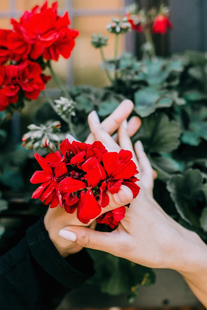 Flower